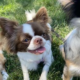Daisy - Chihuahua