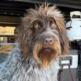 Bernedoodles and Wirehaired Pointing Griffons from Salt City Farm