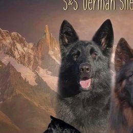 Troya - German Shepherd