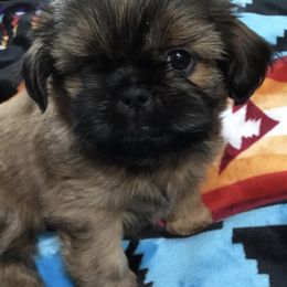 Shih Tzus from Blue Creek Montana Shih Tzu