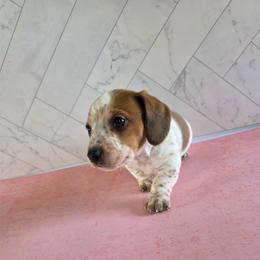 Boy 2 - Piebald male Dachshund puppy in Fallon, Nevada from Butterbean Dachshunds