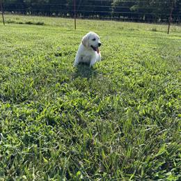 White Collar Male - Yellow male Labrador Retriever puppy in Nevada, Missouri from CKB Labradors
