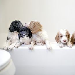 Goldendoodle Puppies from Derby Doodles