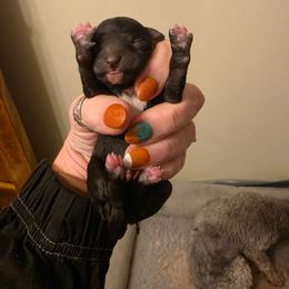 Baby girl 2 - Black female Poodle puppy in Louisville, Mississippi from Cindy's Poodles