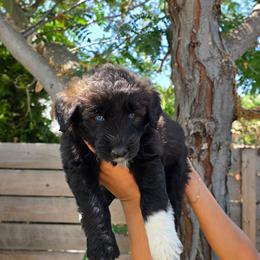 Nova - Black and white female Siberian Husky puppy in Los Angeles, California from Zenia Huskies