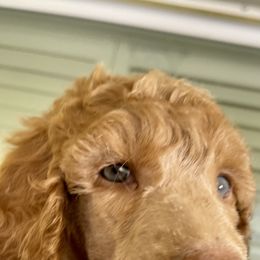 Boy 3 - Red  Poodle puppy in Florida from Gwen's Poodles