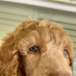 Boy 3 - Red  Poodle puppy in Florida from Gwen's Poodles