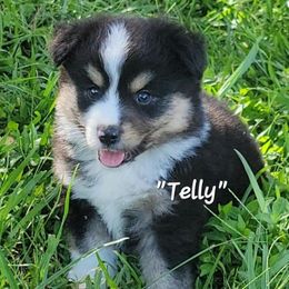 Telly - male Miniature American Shepherd puppy in Waxhaw, North Carolina from Cane Creek Aussies
