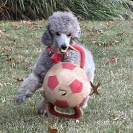 Poodle puppies from Erisse Poodles