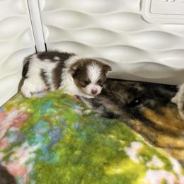 Boy 2 - Tri-colored male Pomeranian puppy in Maplefalls, Washington from Snow peak poms