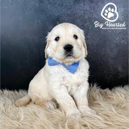 Brew - White male Companion Cross puppy in Utah County, Utah from Big Hearted Breeders