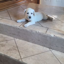 Wanda White Collar - Labrador Retriever puppy from Marlene's Labrador Retrievers