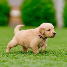 Evie ( light purple) - Golden female Golden Retriever puppy in Oregon from A Goldens First Love