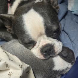 Ember - Boston Terrier