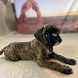 Boxer Puppies from Red Rock Boxers