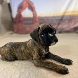 Boxer Puppies from Red Rock Boxers