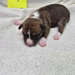 Solo girl 5 - Red and white female Basenji puppy in Caldwell, Texas from Candyce Witte