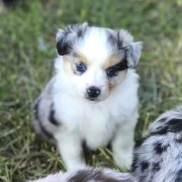 Miniature Australian Shepherds and Toy Australian Shepherds from Cockburn’s Toy and Mini Australian Shepherds