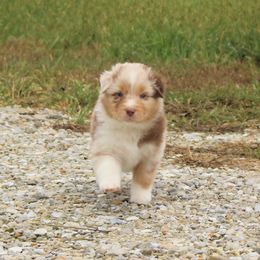 Australian Shepherd and Soft Coated Wheaten Terrier Puppies from Ironwood Ridge Kennels