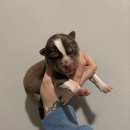 Green - Red and white male Siberian Husky puppy in Jonesborough, Tennessee from Dry Creek Siberians