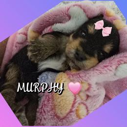 Girl 3 - Black and tan female Yorkshire Terrier puppy in Gatesville, Texas from Schultz Yorkies byGrace