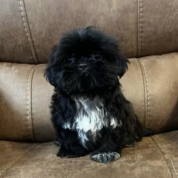 AKC Lennox - Black male Shih Tzu puppy in Greenville, South Carolina from Babyface Shih Tzu