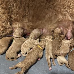 Girl 1 - Red  female Goldendoodle puppy in Puyallup, Washington from Dawnie’s Doodles