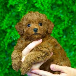 Cinnamon - Red  female Goldendoodle puppy in Brandon, Florida from Murphys Doodles