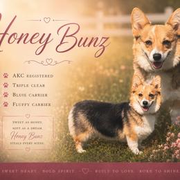Honey Bunz - Pembroke Welsh Corgi