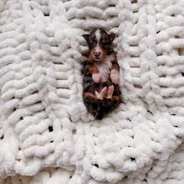 Paoay - Tri-color male Bernedoodle puppy in Cold Spring, Minnesota from A.N.A. Doodles