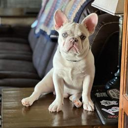 Gizmo - French Bulldog