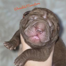 Freddy FazBear - Chocolate dilute male Chinese Shar-Pei puppy in Salem, Ohio from WrinkleMonsters