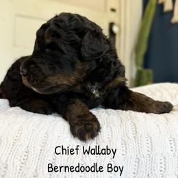 Chief Wallaby - Phantom male Bernedoodle puppy in Grove, Oklahoma from Guinn Family Farms