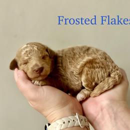 Frosted Flakes - Apricot male Goldendoodle puppy in Taylorsville, North Carolina from Heartfelt Doodles