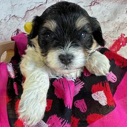 Yellow Collar - female Cavapoochon puppy in Waterford, California from Windy Hill Doodles
