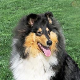 Val Hi's Poppy - Collie