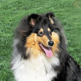Val Hi's Poppy - Collie