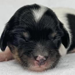 Pterodactyl - Piebald female Dachshund puppy in Winamac, Indiana from WZ Kennels