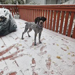 German Shorthaired Pointer All Grown Up from SmokePoint GSPs