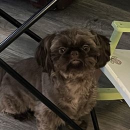 Hazel - Shih Tzu