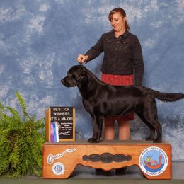 Labrador Retriever All Grown Up from Hill’s Labrador Retrievers