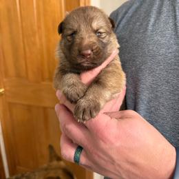 Grey Boy - Liver male German Shepherd puppy in Tipp City, Ohio from Urekar Haus