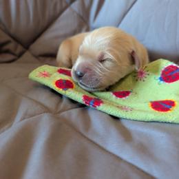 Boy 2 - Light golden male Golden Retriever puppy in Niles, Michigan from Christiana Creek Goldens