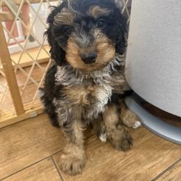 Bernedoodle Puppies from Rebecca Vandersluis
