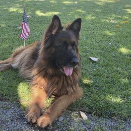 Pippa - German Shepherd