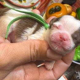 Prince Claude - Liver and white male Shih Tzu puppy in West Helena, Arkansas from Chateau Shih Tzus