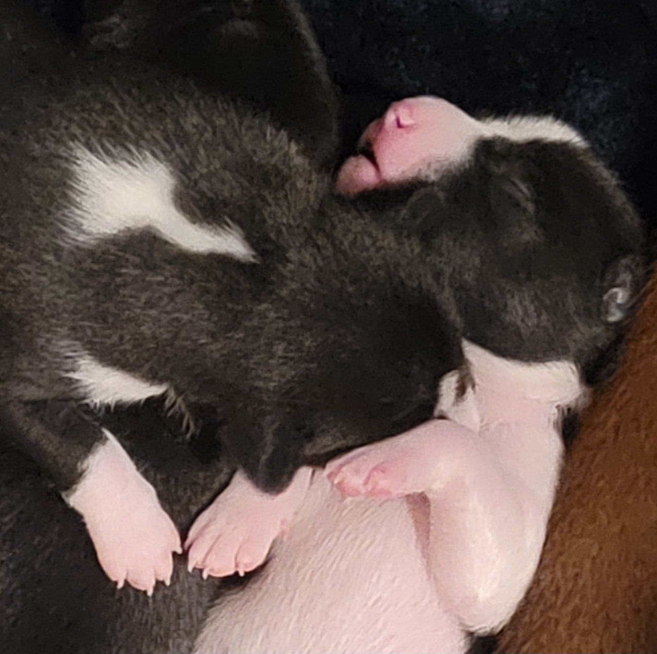 Basenji Puppies from Maererano Basenjis