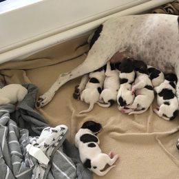 German Shorthaired Pointer Puppies from Chasing Kaya