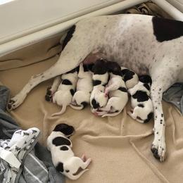 German Shorthaired Pointer Puppies from Chasing Kaya