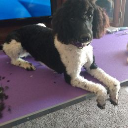 Poodle and Whoodle All Grown Up from Twin Pines